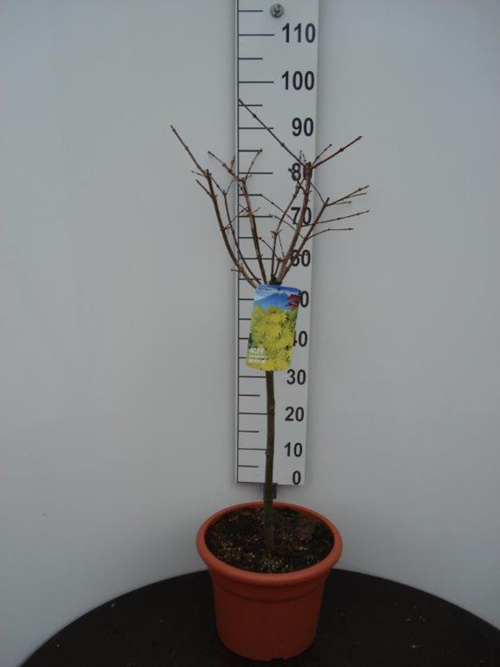 Acer shirasawanum 'Aureum' - 60 CM Stem C15